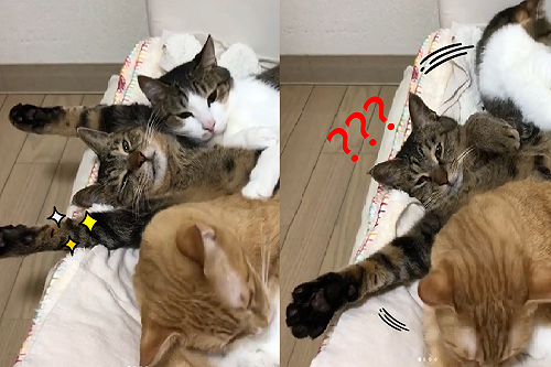 (影)虎斑貓「左擁右抱」好爽快　下一秒懷裡空空：發生什麼事了？