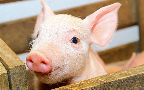 110年1月1日！豬原料原產地全面標示