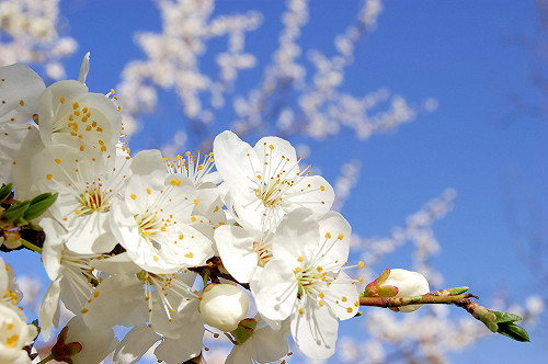 四季都要賞花！南國花都地圖帶你從風鈴木拍到美人樹