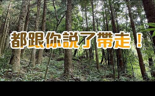 苗栗加里山遍布噁心「小白花」林務局：都跟你說了帶走