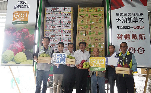 突破疫情影響！屏東芭樂、火龍果成功外銷加拿大