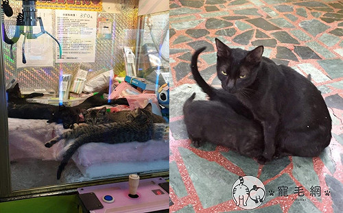 黑貓媽帶5奶寶「寄宿」夾娃娃機　網笑：變育嬰房！