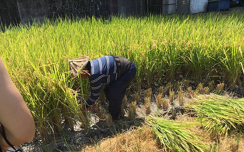旺旺鎘米食品甩鍋宜蘭 農藝女孩回擊：別牽拖農民