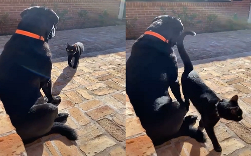 黑色動物「幫派式」帥氣打招呼　網笑：江湖兄弟4ni？