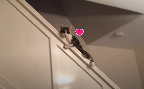 (影)貓皇懶得走樓梯用「這方法」下樓　網驚：竟然還會剎車！