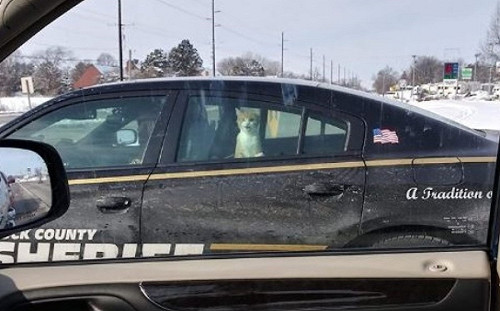 貓咪入侵民宅被抓包　遭逮捕上警車好無奈：請通知我奴才！