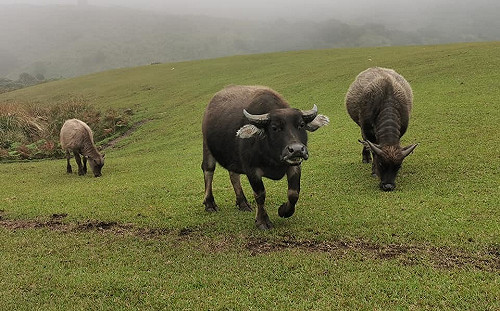 擎天崗野牛頻傳死亡員因曝光  北市動保處：長期營養不足