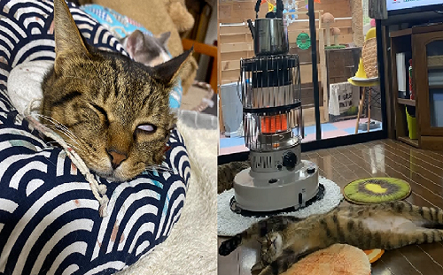 (影)電暖爐萬歲！虎斑暖到「全身攤開」大爆睡　網笑：是竹竿嗎？