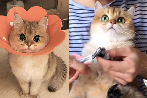 (影)大眼萌貓乖坐懷中「剪指甲」　主人高興喊：終於等到這一天！