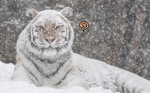 霸氣虎全身沾滿雪　他認真一看大笑：原以為是「白老虎」！