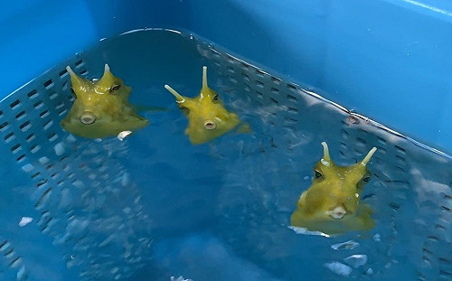 (影)角箱魨受威脅就「狂噴水砲」　網笑：這種回擊HEN可以！