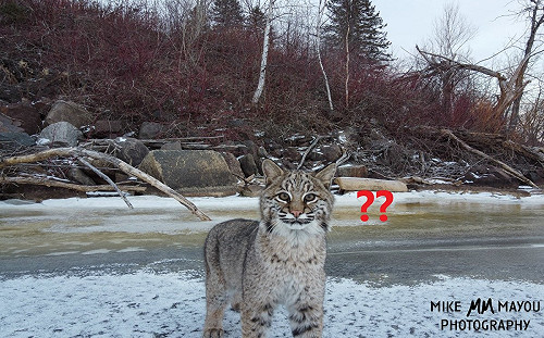 (影)攝影師外拍巧遇3隻野生山貓　好奇凝視空拍機：有怪鳥！