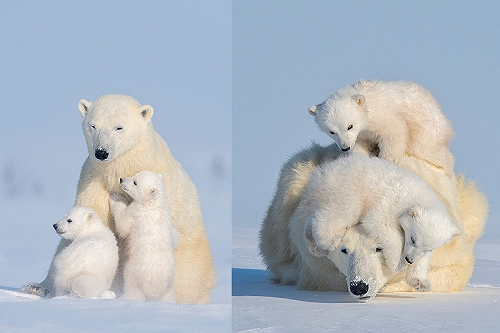小屁熊們狂爬背上「想玩耍」　媽媽閉眼攤地：我只想靜靜！
