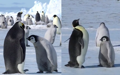 (影)小企鵝點頭說要！大企鵝卻「堅定搖頭」　網笑：在討玩具嗎？