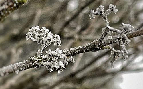 跨年急凍水氣卻不足！陽明山僅下冰霰、結霧淞