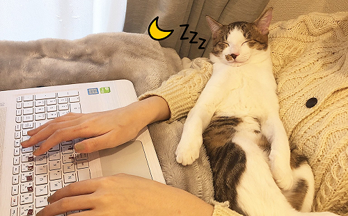 (影)在家工作「手竟被當枕頭」貓咪「睡好睡滿」：本喵覺得讚
