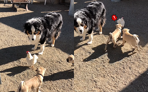 (影)2隻小屁狗跟前跟後邀玩　咕咕雞煩到「搬救兵」喘息