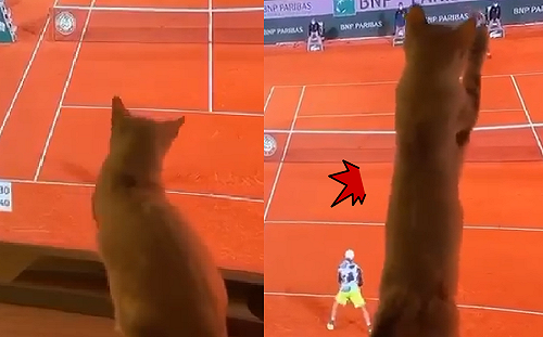 (影)網球比賽好火熱！電視前貓咪也「忙個不停」：在那邊啊！