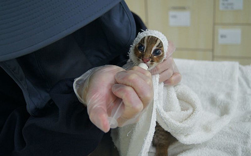 特生中心今宣布　3年野放15石虎