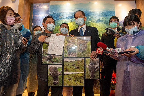 赴陽明山訪視牛群  「水牛伯」游錫堃籲:尊重牛習性