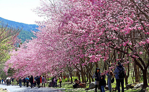 2月上山賞櫻花！武陵農場4大交管措施搶先看
