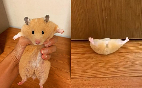 (影)小胖鼠鑽門縫「頭過身就過」　網驚：原來是液體！