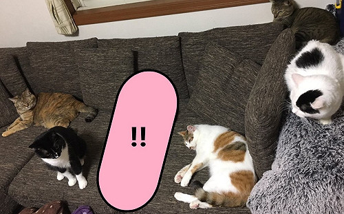 沙發出現1隻「國王貓」　奴嘆：牠以為自己是人！