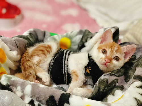 聖誕奇蹟！新北萌貓重見光明待有緣人認養