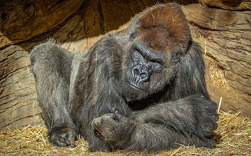 人傳動物!美13隻猩猩確診新冠肺炎 動物園:安排接種疫苗