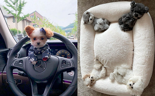(影)袖珍犬睡大床　竟能「一隻睡一角」！