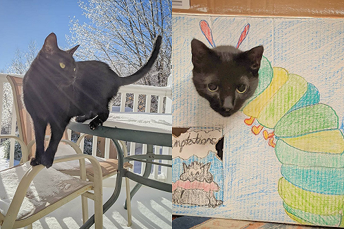 (影)創意大爆發！利用紙箱黑貓變身各種動物　網：毫無違和感！