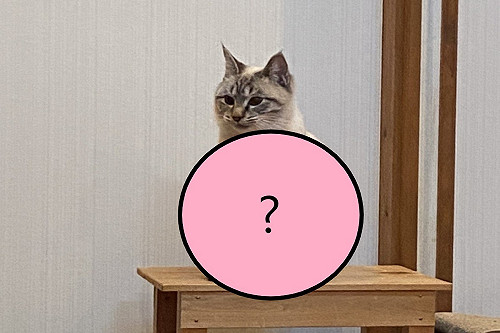 乍看以為貓頭鷹！奴才表示「主子坐姿好怪」網笑翻