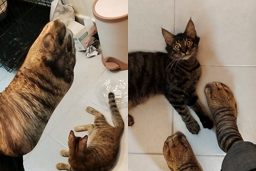 爸爸網購「特殊襪子」想摸貓　女兒喊：誰來刪掉網購軟體！