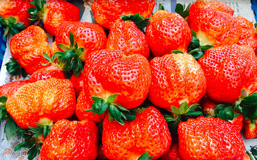 草莓季來囉！安全可溯源「大湖草莓」進入盛產期