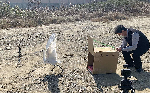 中毒黑面琵鷺獲救  今嘉義縣布袋野放