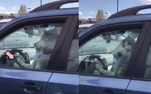 絕對是故意的！主人不在哈士奇「猛按喇叭」：馬麻快出來！