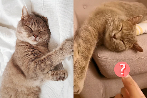 (影)主人一招讓熟睡貓貓醒來　網笑：豬豬問題就需要豬豬手段！