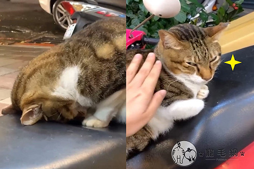 (影)有心事？貓咪「抱歉睡姿」嚇到她　網笑：是否喝茫了？