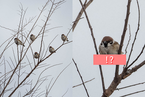 (影)樹上五隻麻雀站一排　路人湊近看：「這隻是怎麼回事？」