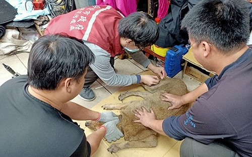 新北動保處清查塭仔圳重劃區廠家犬   195隻犬完成寵物登記 