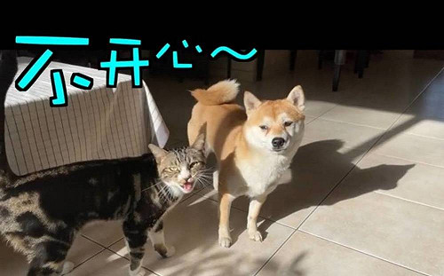 貓會被狗欺負？網紅幸災樂禍看貓狗鬩牆