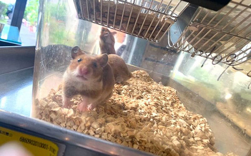 中研院揭抗新冠藥！薄荷、紫蘇有效