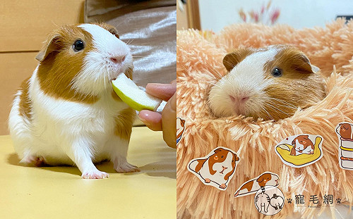 (影)阿嬤餵芭樂手抖對不準「狂戳鼠鼻康」：怎麼不吃蛤？