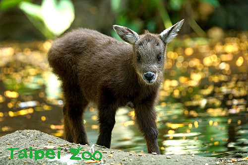 羊其實算牛科動物？台北動物園「生肖特展」1/30大解密