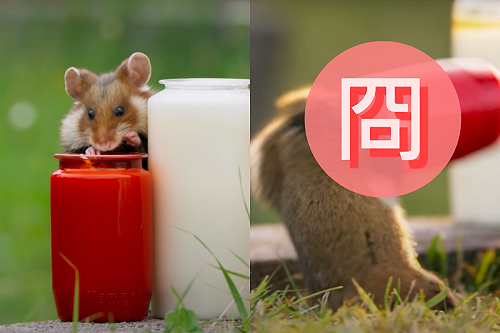 (影)兒歌唱得是真的！黃金鼠偷油吃竟「慘被罐頭抓住」