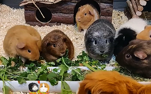 (影)家中養滿七十隻毛茸茸「天竺鼠」網笑:出門要開哪一台?