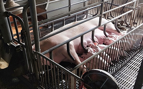 寒流來襲   新北養豬場保溫燈加燃燒沼氣備戰