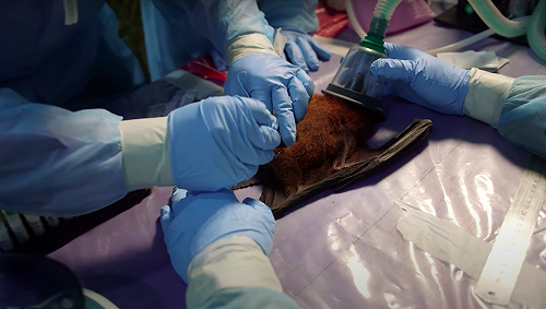 比武肺更毒的立百病毒  招名威:台灣也被匡列染疫高風險區中