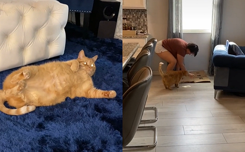 人類親自示範「爪爪怎麼磨」　離開後貓咪自己偷偷練習！