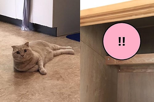 貓不想搬家大玩捉迷藏 飼主發現牠「化身壁櫥」苦笑好無奈!